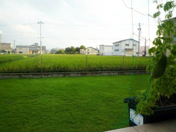 Backyard lawn. A green screen of Go-ya (bitter melon or bitter gourd) vine in front. A green rice field behind the yard.