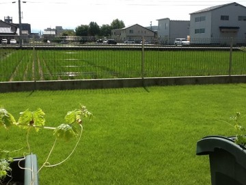 Backyard lawn in 2012, planters in front, and a rice field behind.