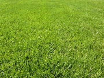 A close up of the lawn. Tall but flat and neatly trimmed lawn.