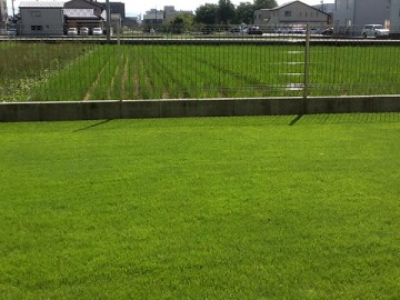 A close up of the lawn. The lawn is tall but mown flat and beautifully.