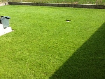 The lawn in another view. The green lawn is glowing in summer sunshine.