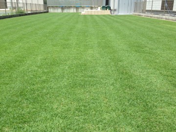The expanded lawn yard. The green lawn is glowing in summer sunshine.