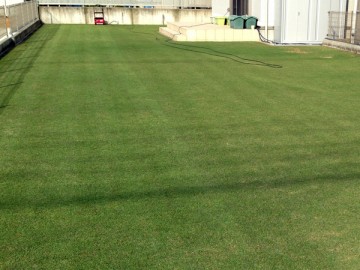Midst of the mowing. The left side was already mown, and the right side not yet.
