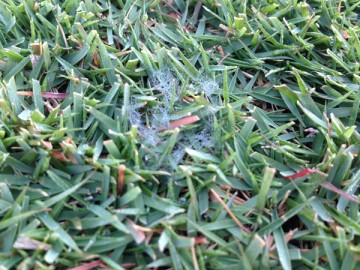 Mycelia of Pythium, which looks like a spider web, on the lawn.