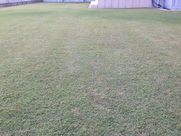 A perspective of the lawn. It looks somewhat purple entirely.