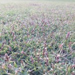 同じく近づいて撮影した芝生。紫色のTM9の穂が出ています。