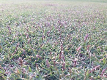 A close up of the lawn, again. There appear purple seed stalks of TM9.