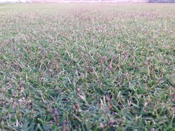 A close up of the lawn. There appear purple seed stalks of TM9.