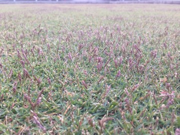 The lawn before cutting. Purple seed stalks are growing well.