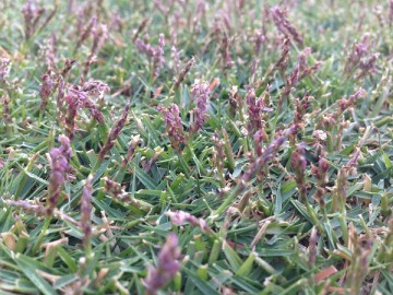 The seed stalks of TM9 in a close up. There appear many purple seed stalks of TM9 on the green lawn.