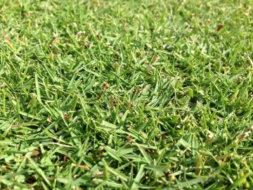 The lawn on Oct31, 2015. A close up view.
