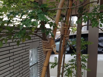 Tie the trunk of Griffith's ash to the bamboo poles with tree wrap and straw rope.