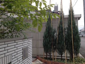 The conifers after the winter covering. Three bamboo poles are placed in the ground and their top are tied to fix them.