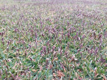 Lawn in the yard on November 8. A close up of the seed stalks of TM9. A lot of purple seed stalks.