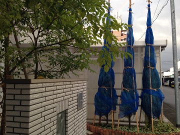Conifers after finishing Fuyu-gakoi. Wrap a blue net around and tie with a straw rope.