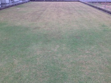 The lawn on November 14, before cutting seed stalks. The seed stalks of TM9 are growing well.