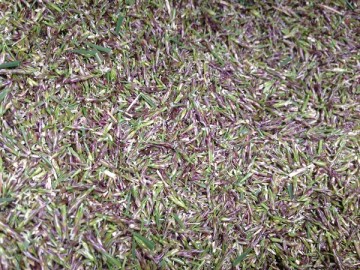 In the grass collector box after the cutting, in a close up view, there are a lot of purple seed stalks of TM9.