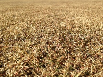 A close up view of the lawn where it is completely brown.