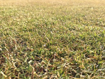A close up view of the lawn where it keeps some green.