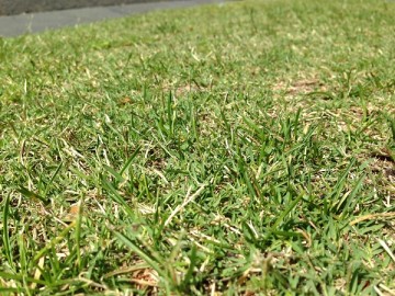 A natural lawn in a close up.