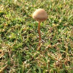 芝生に生えたキノコ。細長い柄に小さな三角錐の傘。