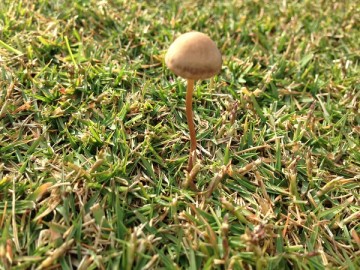 A mushroom found in the lawn. A long and slender stalk and a small conical cap.