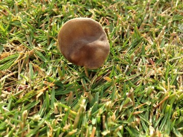 A flat mushroom in the lawn.