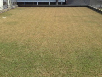  The area of about 166 m2 that we expanded the lawn in 2013.