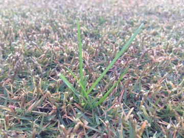 A close up view of the lawn in another place. A green weed on the lawn again.