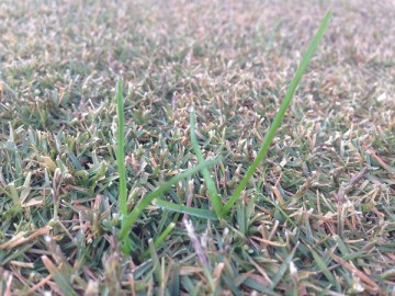 A close up view of the lawn. A green weed on the lawn.