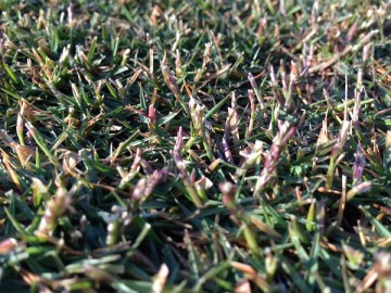 A close up view of the lawn. Seeds and stalks of TM9 are remaining a little if we look precisely.