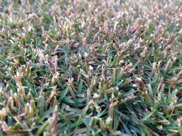 A close up view of the lawn in other place. Seeds and stalks of TM9 are remaining a little.