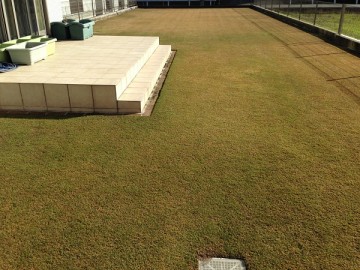 The lawn still keeps some green in a view from the west side of the yard.