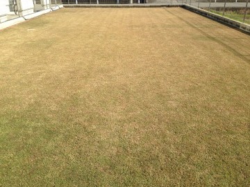 Lawn, which i’s turning brown in winter dormancy. A view from another direction.