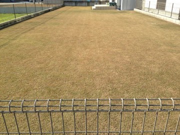 Lawn yesterday, on December 12, 2015. It’s turning brown in winter dormancy.