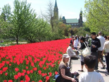 Tulip Festival in Ottawa. A carpet of red tulip.