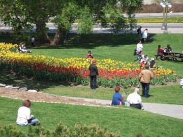 Green lawn and tulips in red and yellow. Tulip Festival in Ottawa.