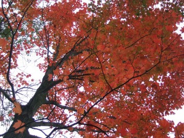 A maple tree with red autumn leaves.