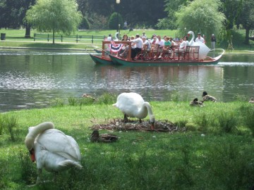 Swans which nest and warm eggs. A Swan Boat in the lake behind.