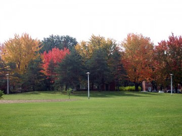 Green lawn and trees with autumn foliage in the park. A little close up.