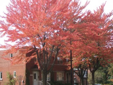 Park Trees. Maple trees with red leaves and a red brick building.