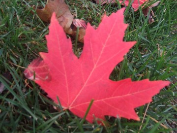 A red maple leaf on the green lawn.