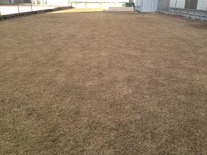 Lawn in January 10, 2016. A photo from the east side. The lawn is in brown due to winter dormancy.