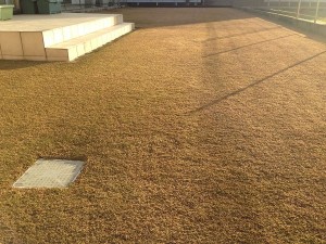 Lawn in January 10, 2016. A photo from the west side. The lawn is in brown due to winter dormancy.