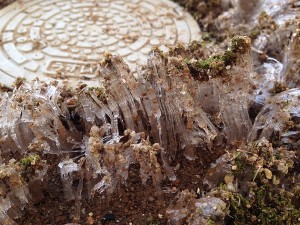 Needle ice formed around a rainwater pit in the corner of the yard. In a closeup view.