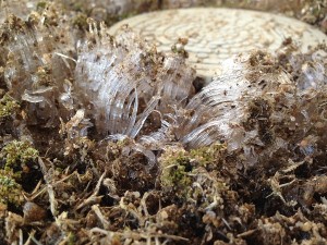 Needle ice formed around a rainwater pit in the corner of the yard. In a closeup view. From another direction.