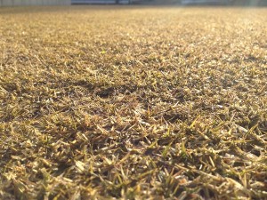 Backyard lawn on February 11th, 2006, without snow. A photo in a close view.