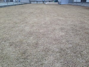 Backyard lawn on February 13th, 2016. A view from the east side.