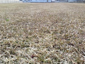 Backyard lawn on February 13th, 2016. A close-up view.