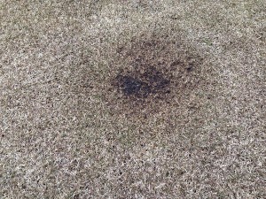 Lawn burned blackly in an area of about 30 cm diameter. A close-up view.